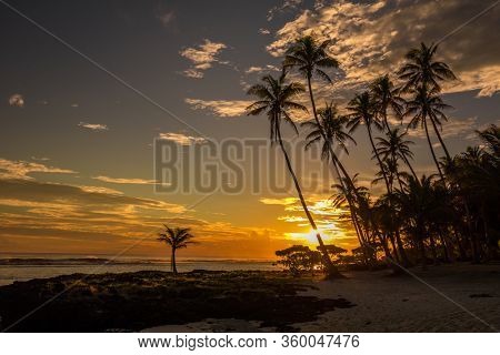 Coconut palm trees on the beach during the sunrise on Upolu, Samoa Islands.