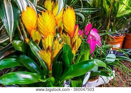 Closeup Of Yellow Vriesea Electric Plants, Popular Plant Specie In Horticulture, Exotic Species From
