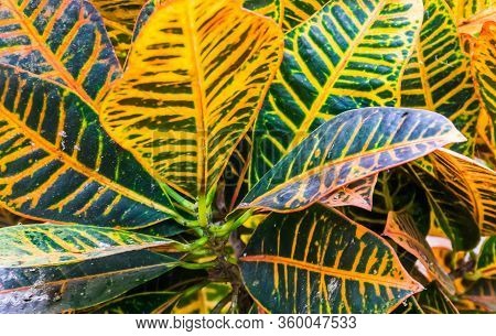 The Leaves Of A Dumb Cane Plant In Closeup, Popular Tropical Cultivated Specie From America