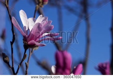 Terry Pink Magnolia On A Background Of Blue Sky Blooms In Clear Weather In Spring. Gentle Multilobal