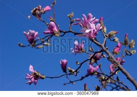 Terry Pink Magnolia On A Background Of Blue Sky Blooms In Clear Weather In Spring. Gentle Multilobal