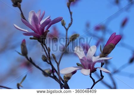 Terry Pink Magnolia On A Background Of Blue Sky Blooms In Clear Weather In Spring. Tree With Pink Fl