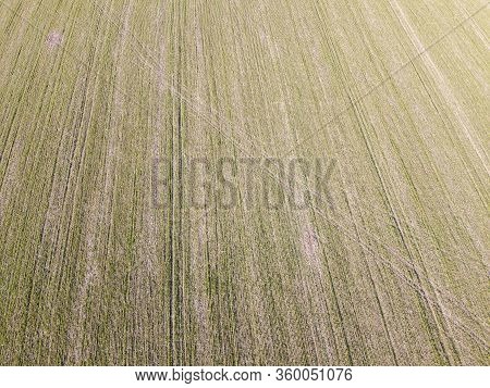 A Field Of Wheat That Dries Due To Bad Weather. Frosting Wheat Crops On The Field.