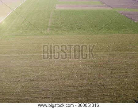 Crops Of Wheat In The Field Destroyed By Frost And Arid Weather. Weather Conditions For Growing Crop