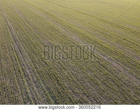 A Field Of Wheat That Dries Due To Bad Weather. Frosting Wheat Crops On The Field.