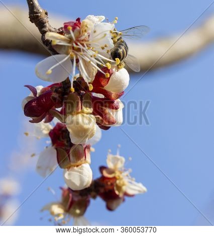 Bee Sits On Apricot Flowers, Pollination Of Trees. Bee, The Delivery Man Of The Pathogen Monilia.