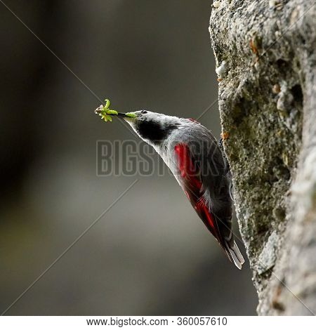 The Wallcreeper (Tichodroma muraria) in natural habitat searching for insects