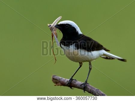 The pied wheatear (Oenanthe pleschanka) in natural habitat 