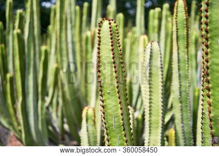 Close up of succulent green cactus at botanical garden