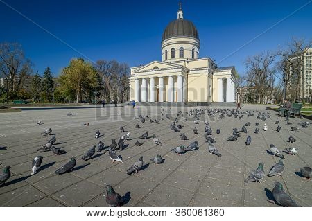 Chisinau, Moldova - March 16, 2020: just few people and hungry pigeons in cathedral square park in the center of city during quarantine by reason of coronavirus AKA covid-19 virus threat