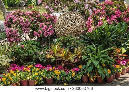 Suzhou China - May 3, 2010: Humble Administrators Garden. Pink And Yellow Flower Composition With Gr