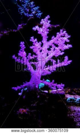 Pink Dendronephtya Soft Coral In Isolated Scene Image