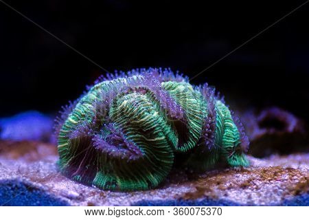 Wellsophyllia Folded Open Brain Colorful Lps Coral