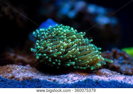 Green Euphyllia Torch Lps Coral -  Euphylliidae Glabrenscens