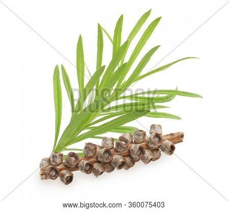 Tea tree, Melaleuca twig and seeds isolated on white background.