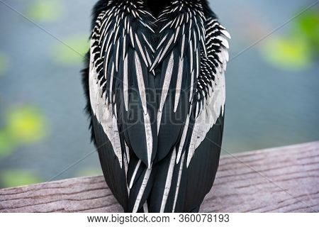 Anhinga Back And Lilly Pond In Background In Everglades
