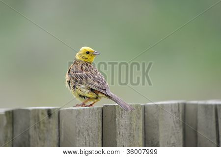 Yellowhammer