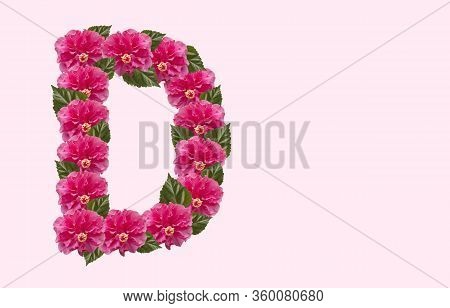 Pink Hibiscus Flower Alphabet D On Isolated Background. Beautiful China Rose Flower Letter. Beautifu