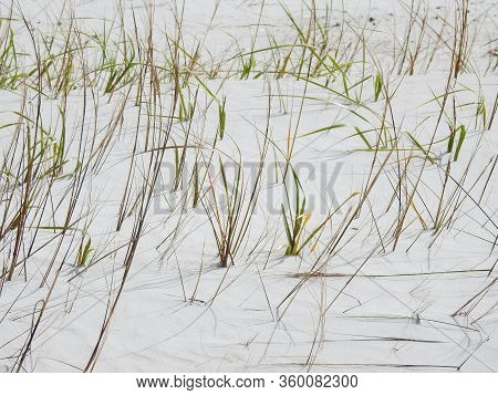 Hardy Grass Growing On A Wind Swept Sandy Beach In New Smyrna Beach, Florida
