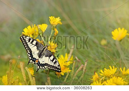 ผีเสื้อ swallowtail
