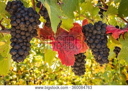 Closeup Of Ripe Cabernet Sauvignon Grapes Growing In Vineyard At Harvest Time