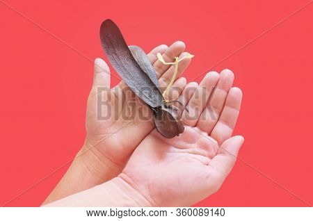 Two Hands Of The Women And The Man Making Heart-shaped Surrounding Dipterocarpus Alatus Roxb Or Flyi