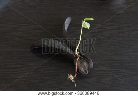 Young Dipterocarpus Sprout Seed Growing . Nature Background