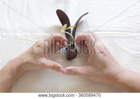 Copy Space Of  Hand Hands Showing Love Symbol Holding Dipterocarpus Alatus Roxb  : Abstract Backgrou