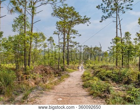 Loei/thailand-17 Feb 2019:unacquainted Tourist Waiting On Nature Trail  At Phu Kradueng Mountain Nat