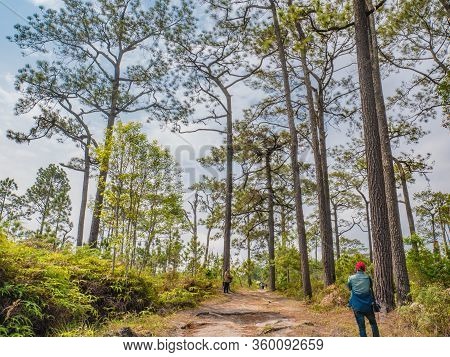 Loei/thailand-17 Feb 2019:unacquainted Tourist Waiting On Nature Trail At Phu Kradueng Mountain Nati