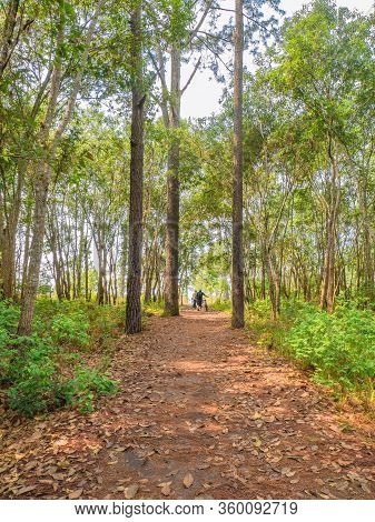 Unacquainted Tourist Waiting On Nature Trail  At Phu Kradueng Mountain National Park In Loei City Th