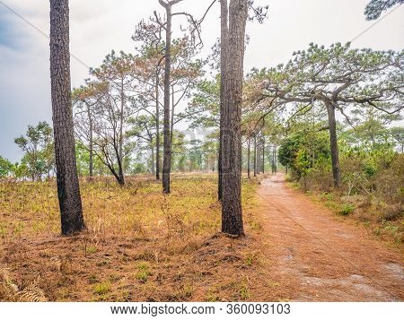 Nature Trail On Phu Kradueng Mountain National Park In Loei City Thailand.phu Kradueng Mountain Nati