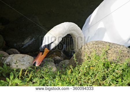 Snow White Swan Swimming In The Pond And Searching For Food Near A Lake Shore