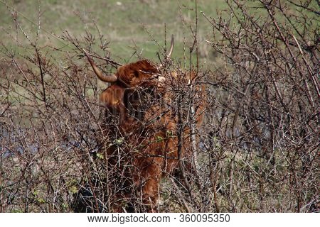 Red Scottish Highlander Cow With Large Horns Grazes In The Dunes At The Headland Of Rozenburg