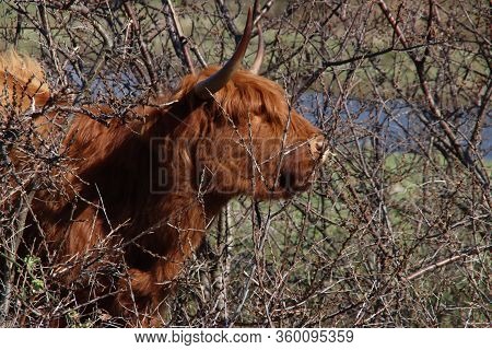 Red Scottish Highlander Cow With Large Horns Grazes In The Dunes At The Headland Of Rozenburg