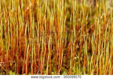 Thin Stems With Spores Of Moss.moss Grows In The Forest In Damp Places.