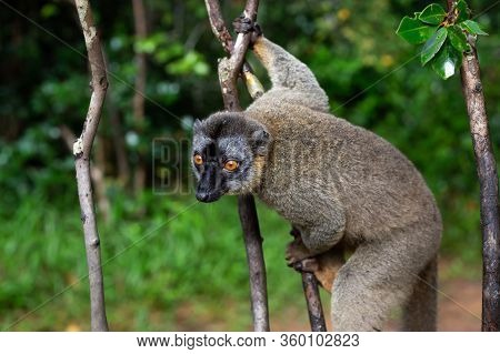 Lemurs In A Rain Forest On The Trees, Hopping From Tree To Tree