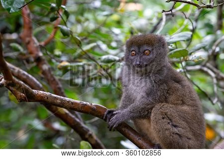 One Little Lemur On The Branch Of A Tree In The Rainforest