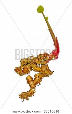 Galangal, Alpinia Galanga