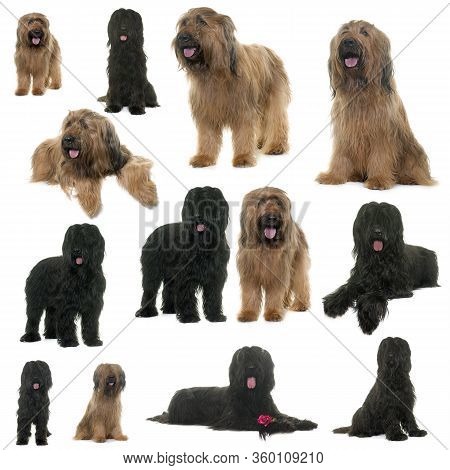Group Of Briard In Front Of White Background
