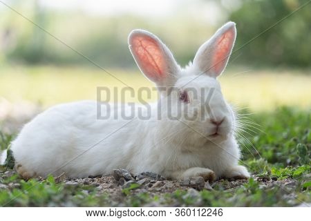 White Rabbit Outdoors.close Up Bunny Rabbit In Agriculture Farm.rabbits Are Small Mammals In The Fam