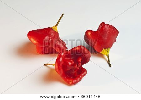 Vescovi coronano Chili