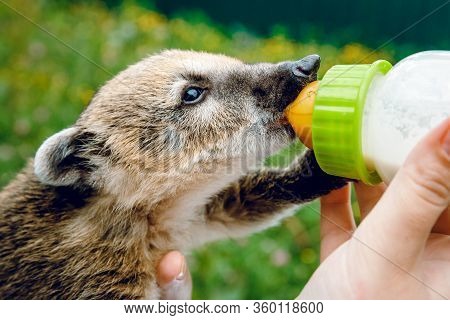 A Little Nasua Drinks Milk. On A Green Background At The Zoo