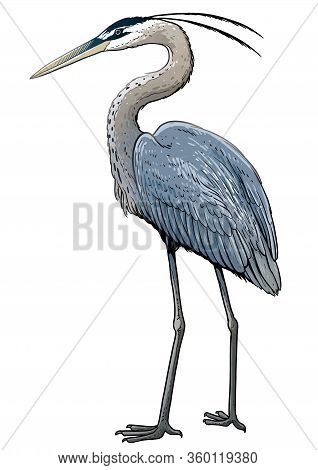 Grey Heron Illustration, Drawing, Colorful Doodle Vector