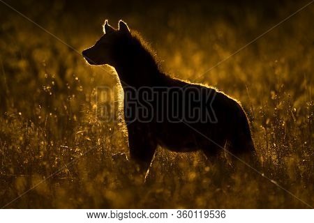 Rimlit Spotted Hyena Faces Left In Grass
