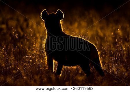 Rimlit Spotted Hyena Stands In Long Grass