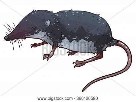 Water Shrew Illustration, Drawing, Colorful Doodle Vector