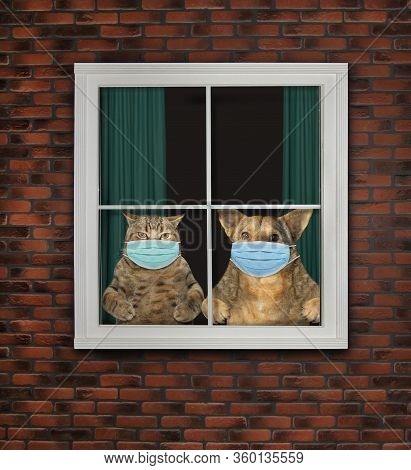 The Beige Cat And The Dog In A Surgical Protection Face Masks Are Looking Through The Window At Home