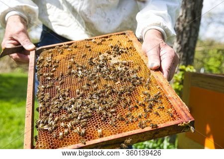 Closeup Portrait Of Beekeeper Holding A Honeycomb Full Of Bees In Protective Workwear Inspecting Hon
