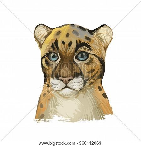 Sunda Clouded Leopard Baby Tabby Watercolor Portrait Closeup. Neofelis Diardi Animal From Feline Mam